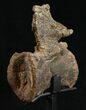 Diplodocus Caudal Vertebra From Wyoming - On Stand #10141-2